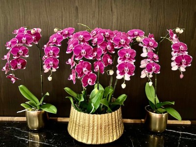 ORCH1015 Purple Orchids Lobby Display